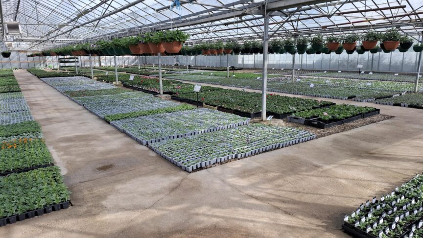 Bedding Greenhouse7