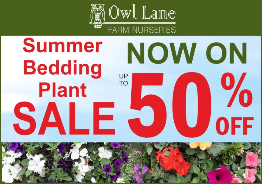 2025 50% OFF Bedding Website Ad