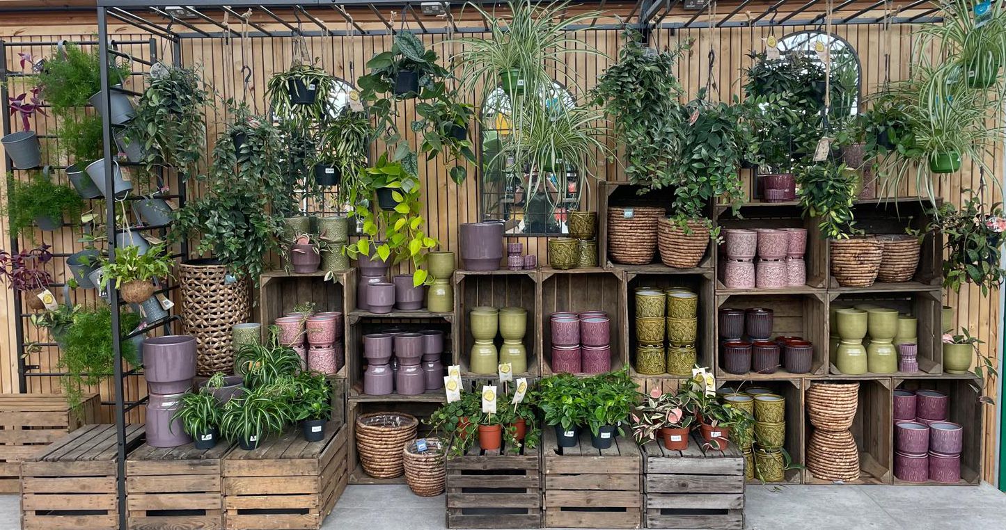 New Houseplants8
