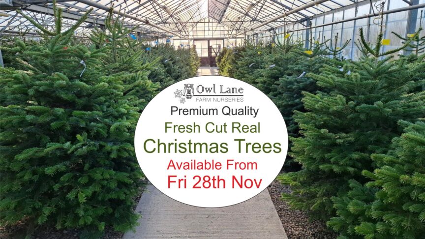 Real Trees Available 28th Nov