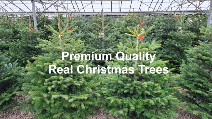 Real Trees Blog Header