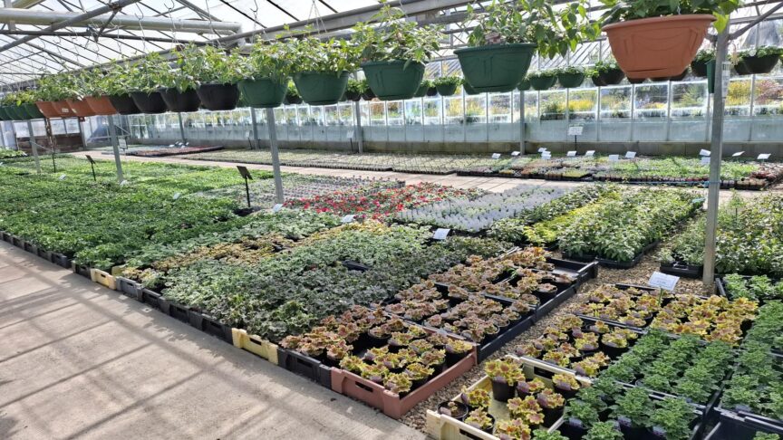 Bedding Greenhouse6